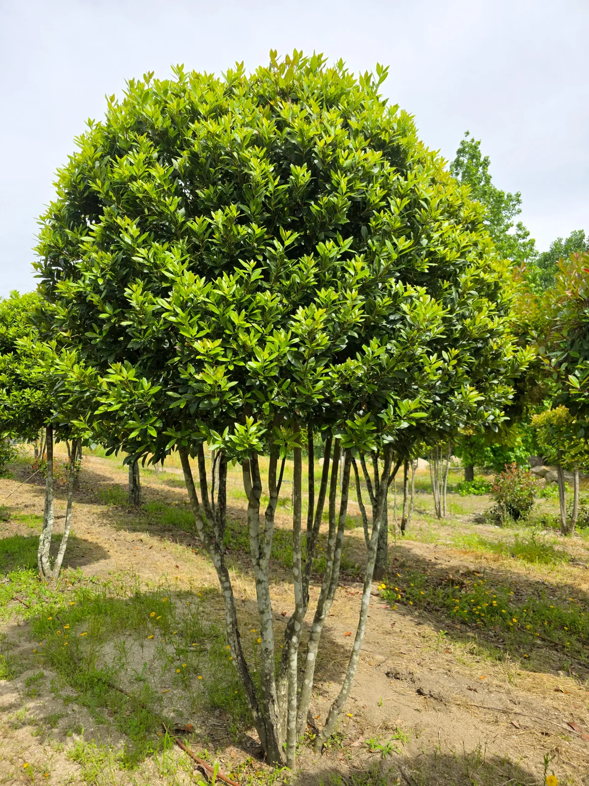 Laurus nobilis