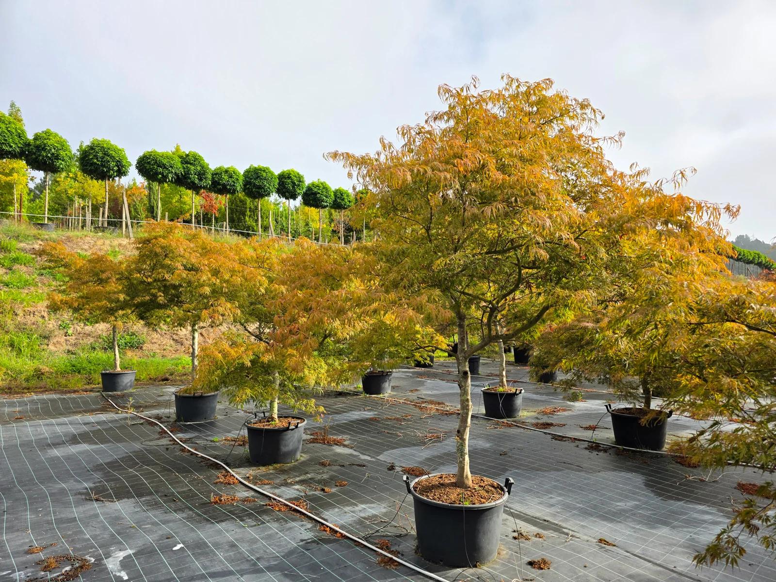 Acer palmatum 'Dissectum Garnet'