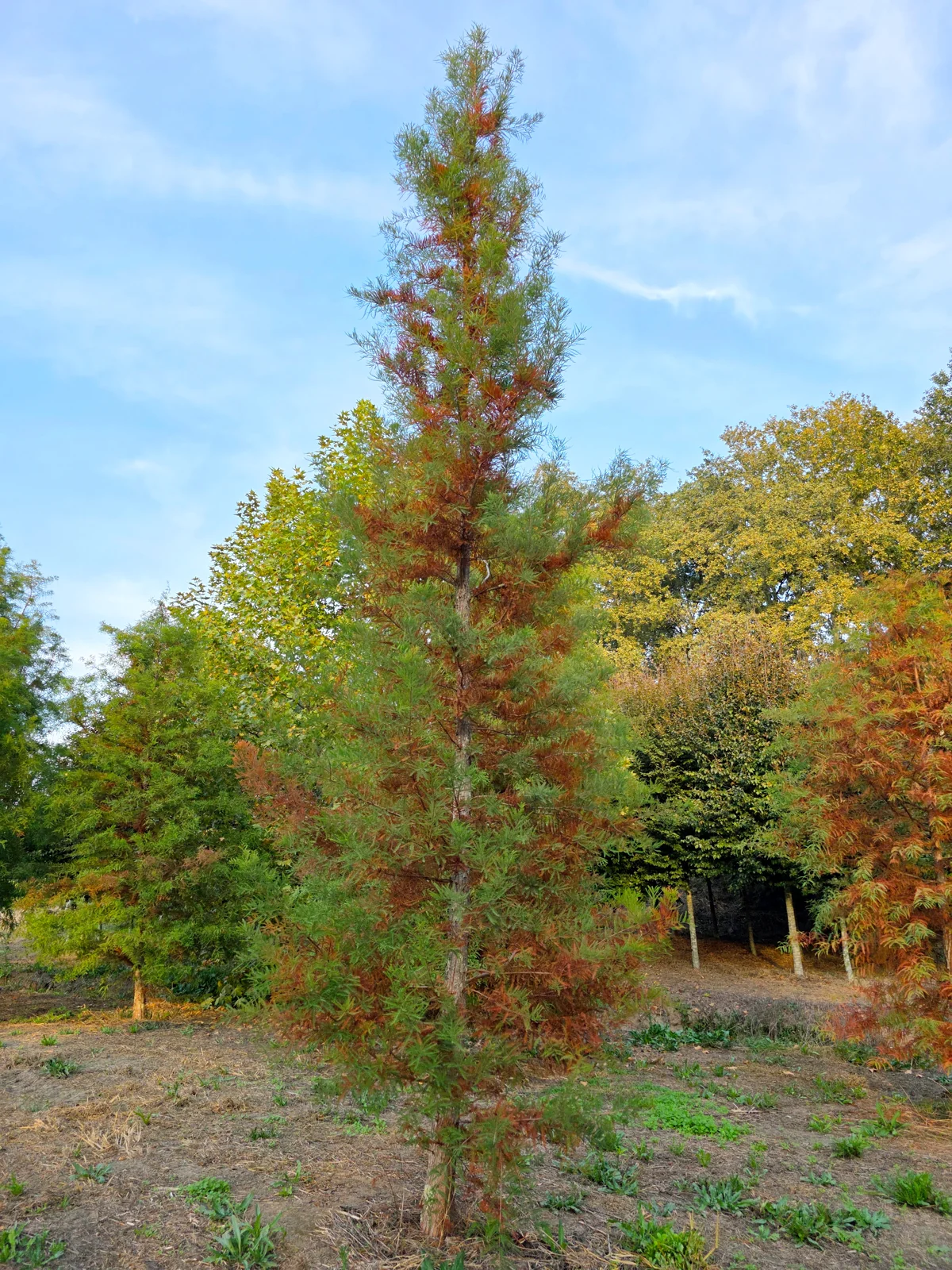 Taxodium distichum