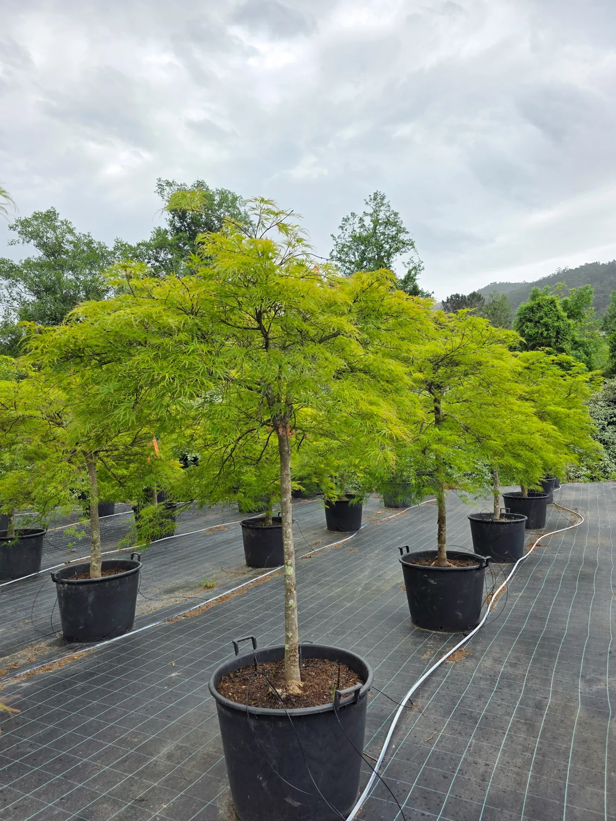 Acer palmatum 'Dissectum'
