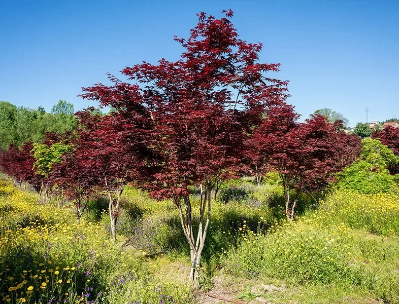 Acer palmatum 'Bloodgood'
