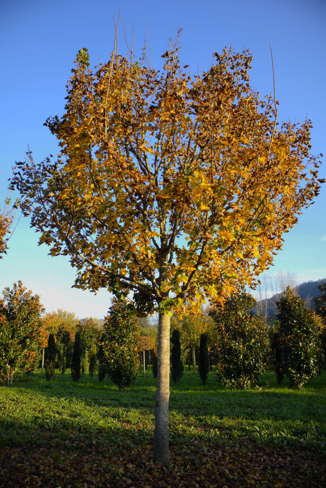 Acer platanoites 'Columnare'