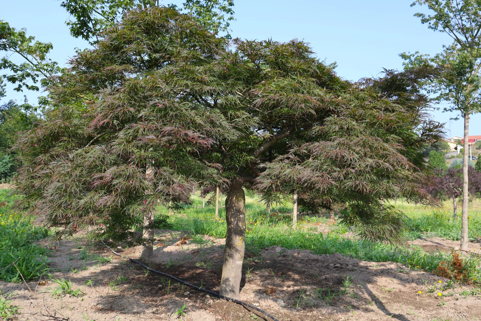 Acer palmatum 'Dissectum Garnet'