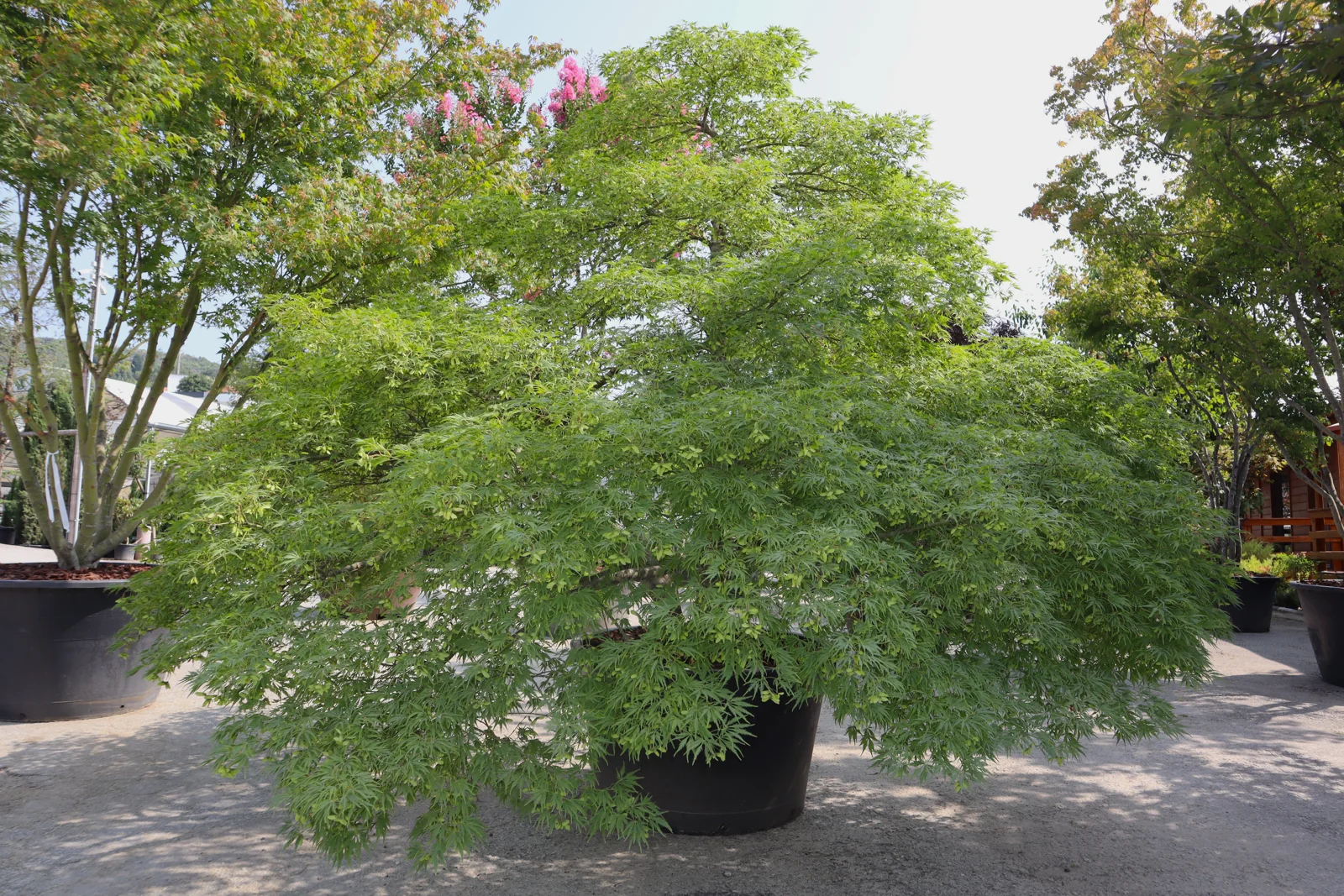 Acer palmatum 'Dissectum'