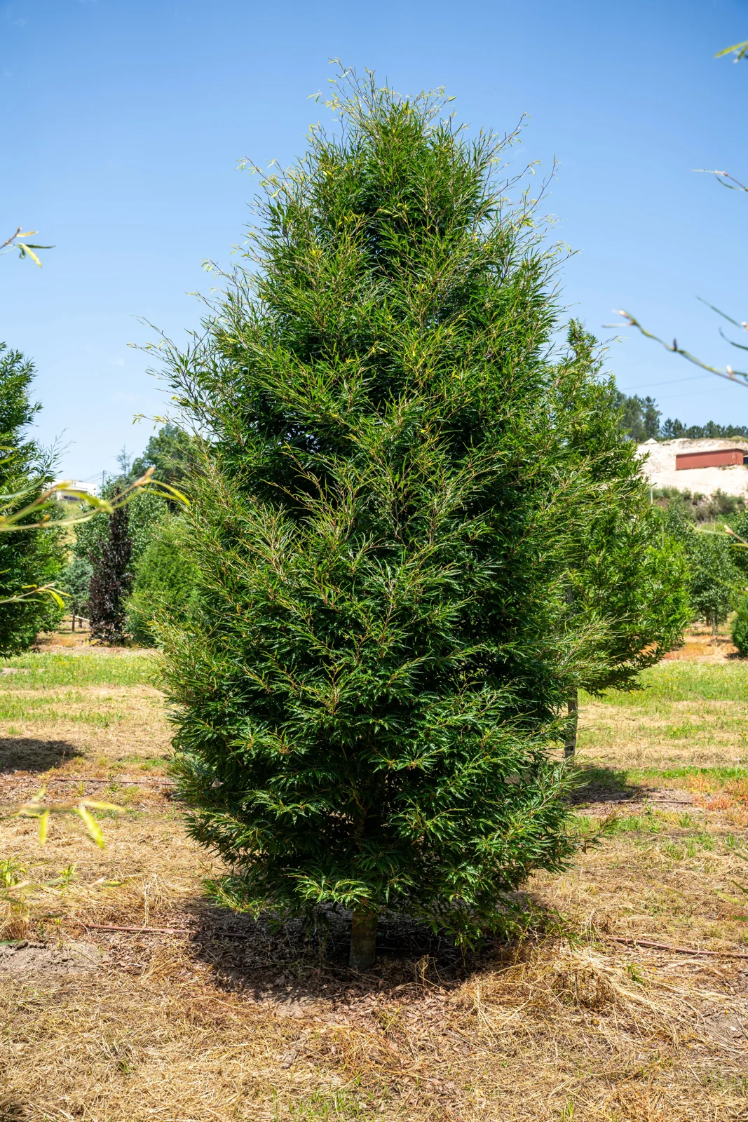Fagus sylvatica 'Aspleniifolia'