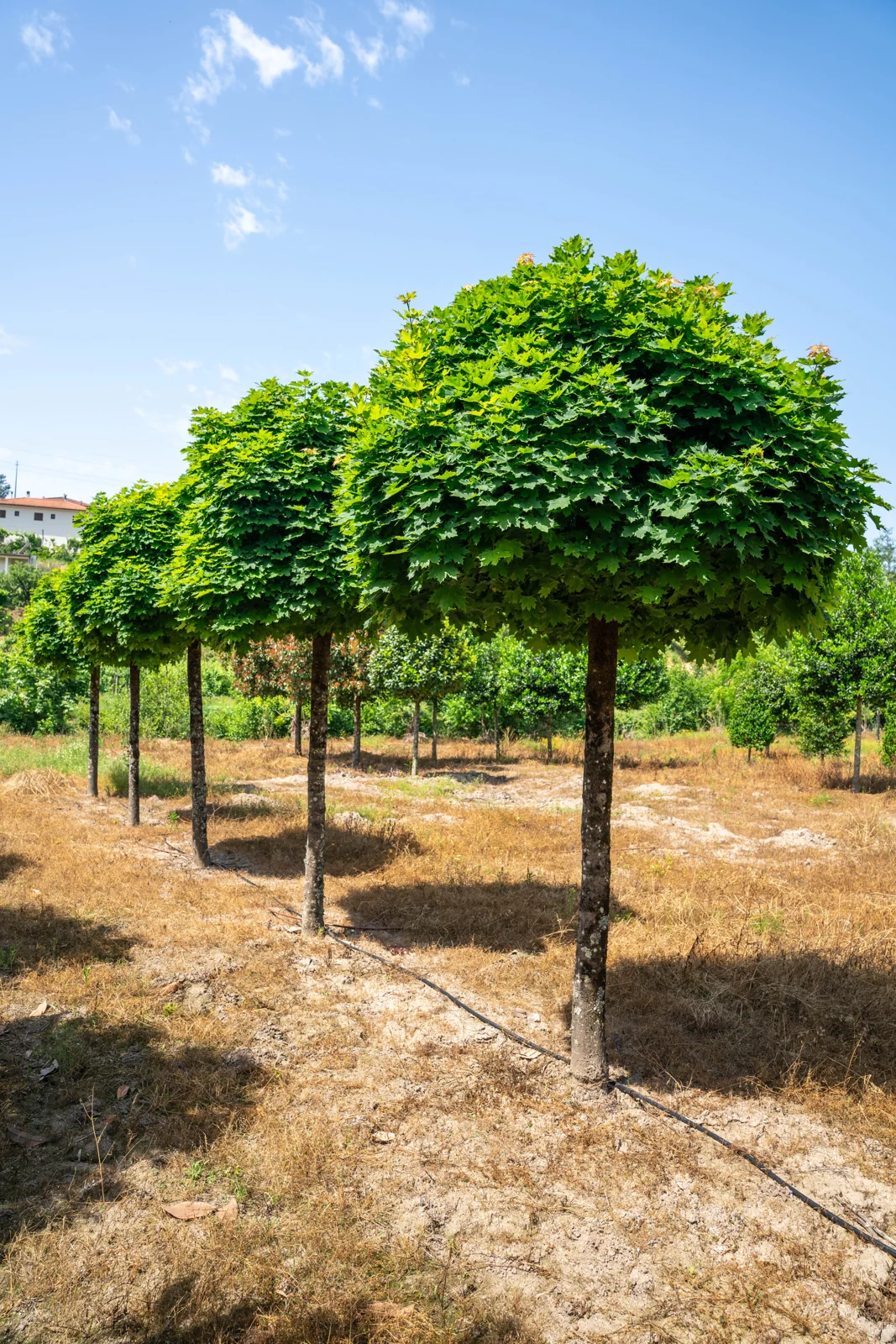 Quercus palustris 'Green Dwarf'