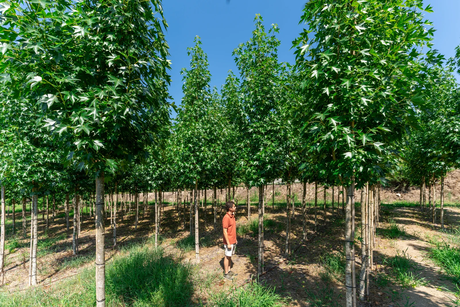 Liquidambar styraciflua 'Paarl'