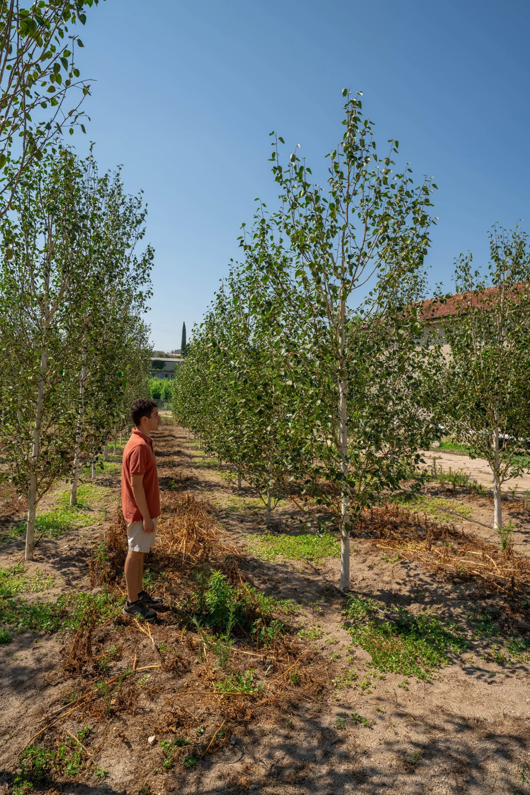 Betula pendula