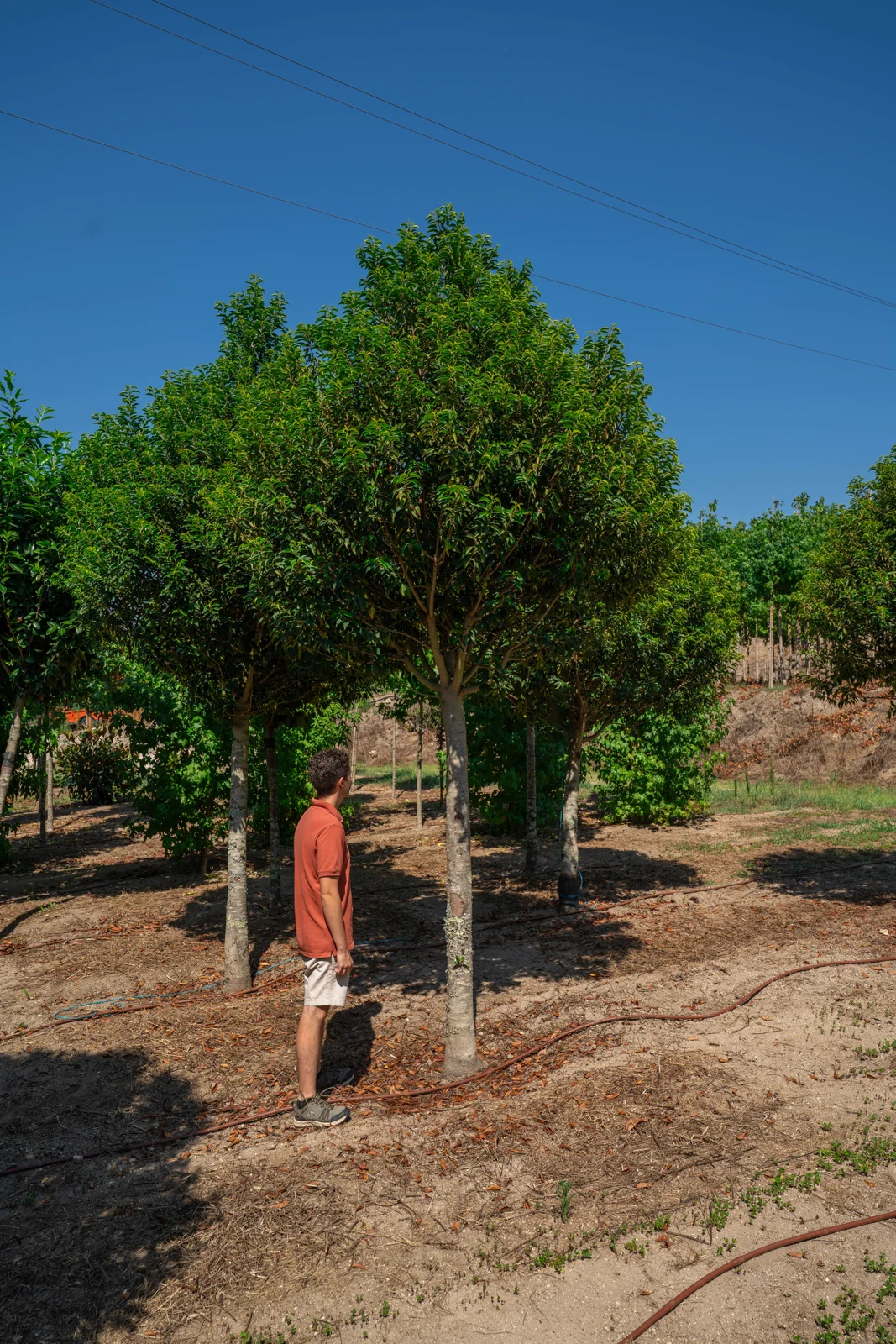 Prunus lusitanica 'Angustifolia'