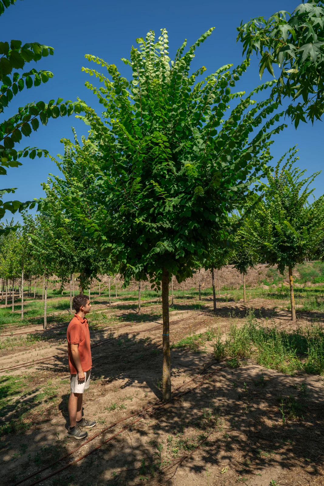 Ulmus glabra