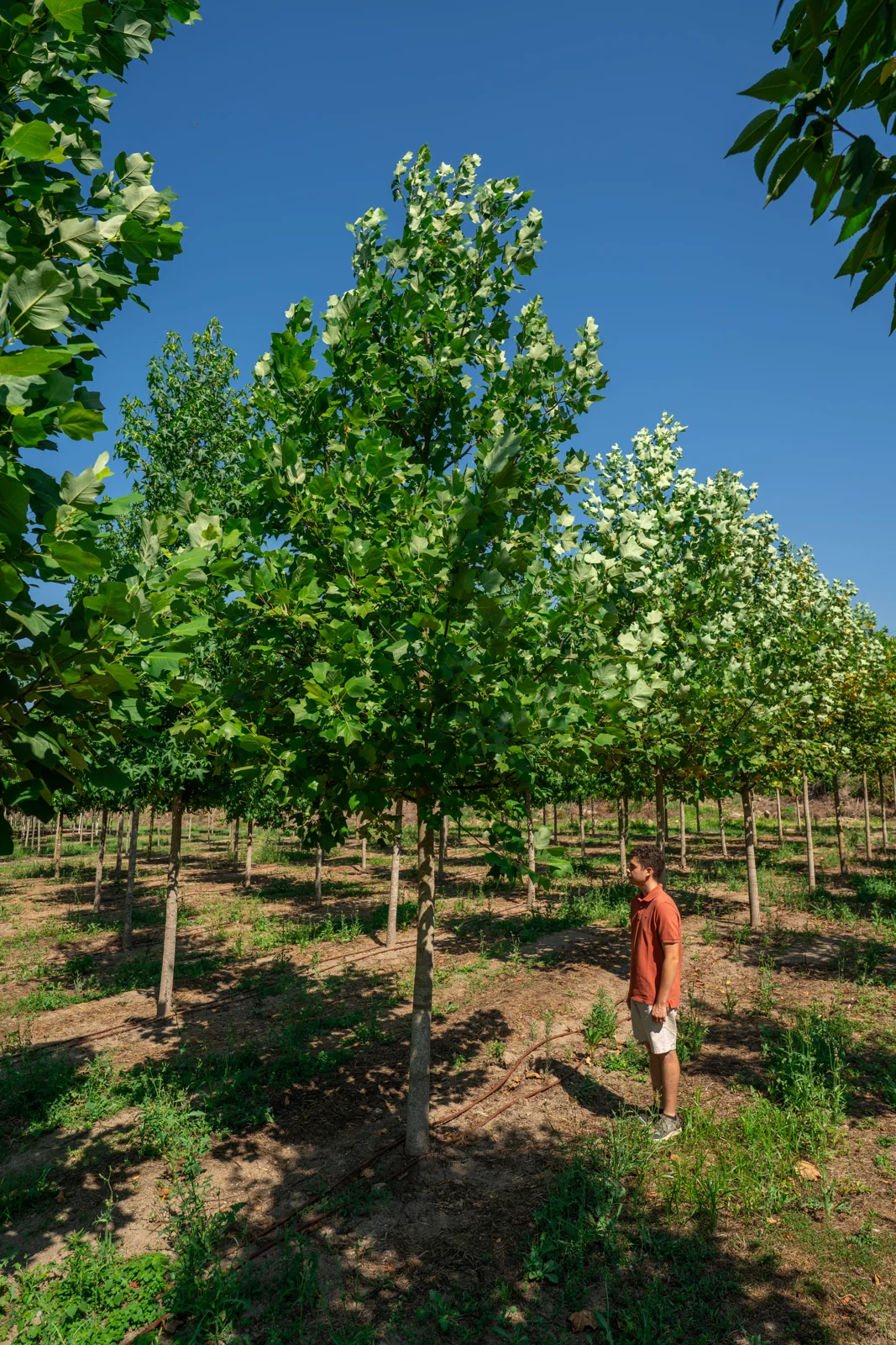 Liriodendron tulipifera