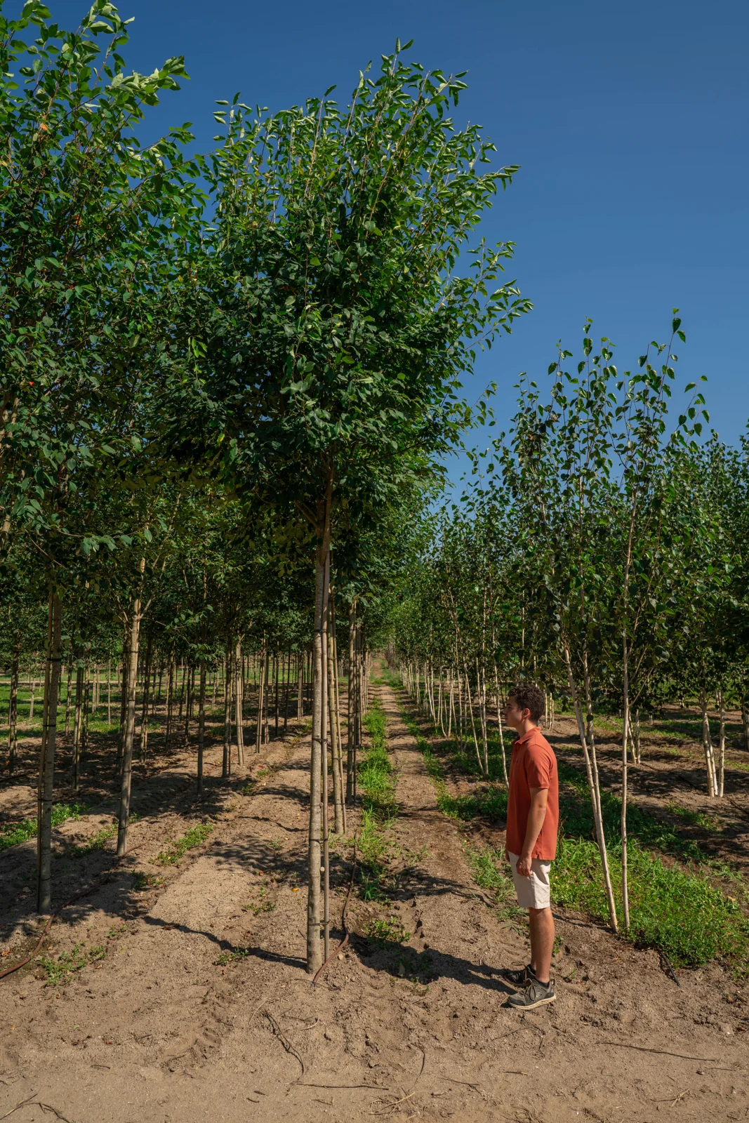 Amelanchier arborea 'Robin Hill'
