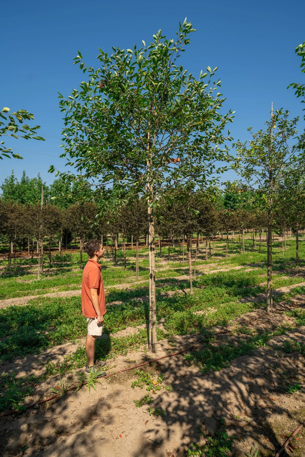 Amelanchier 'Ballerina'