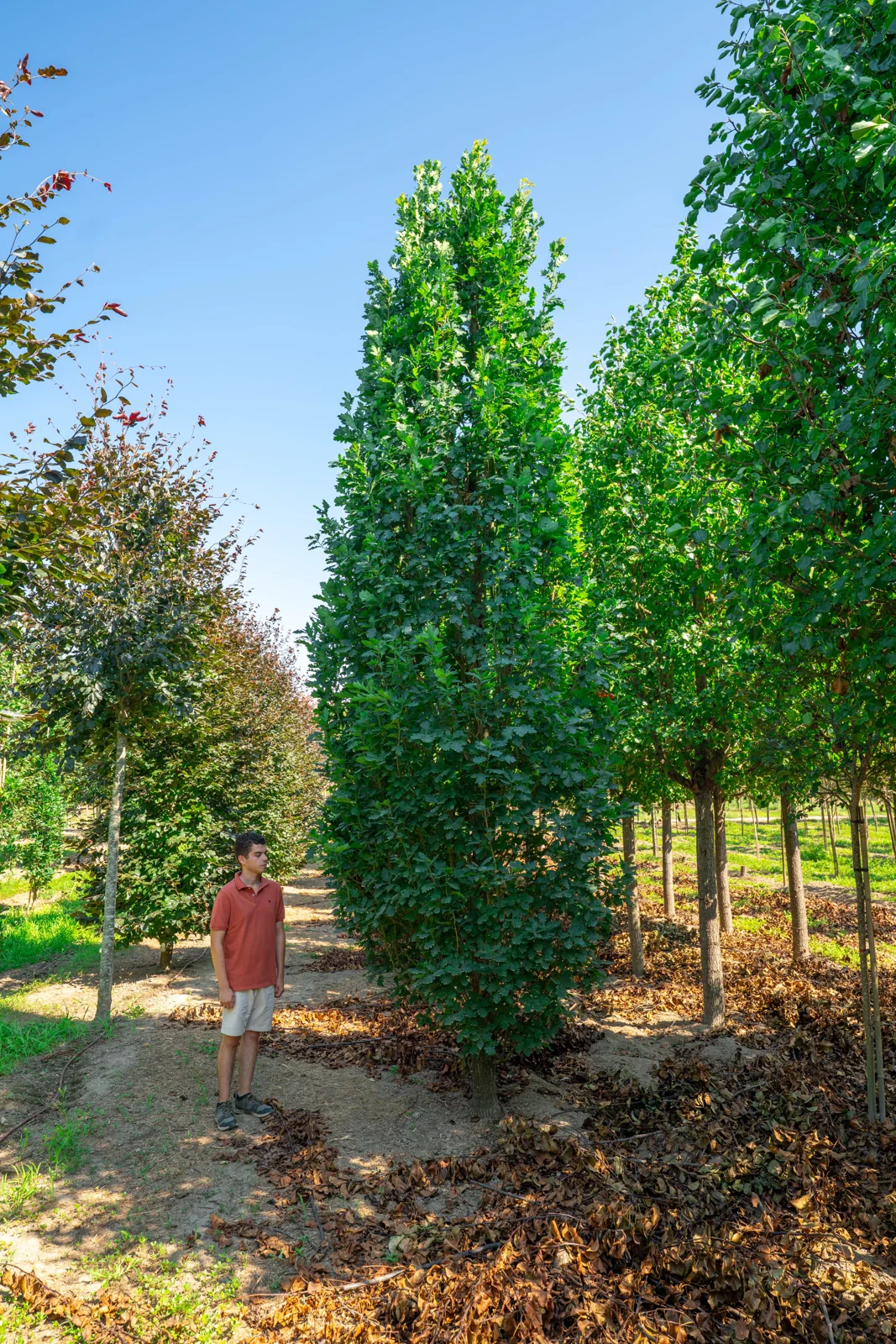 Quercus robur 'Fastigiata Koster'