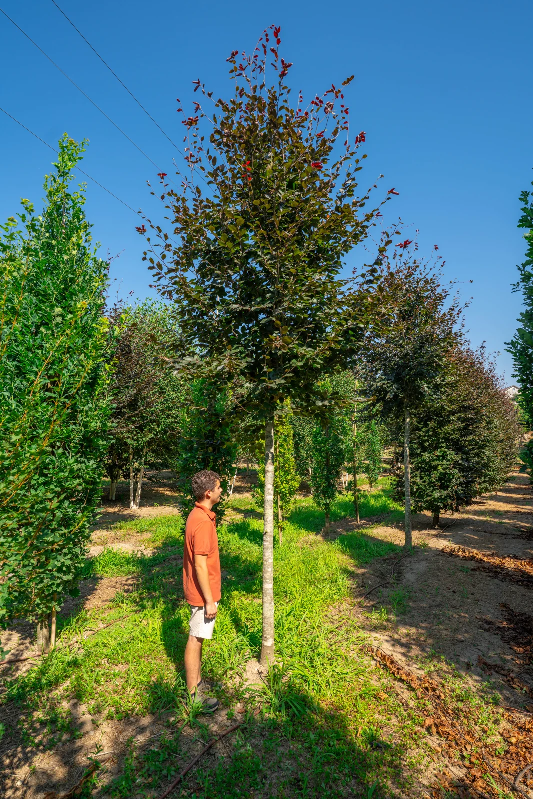 Fagus sylvatica 'Riversii'