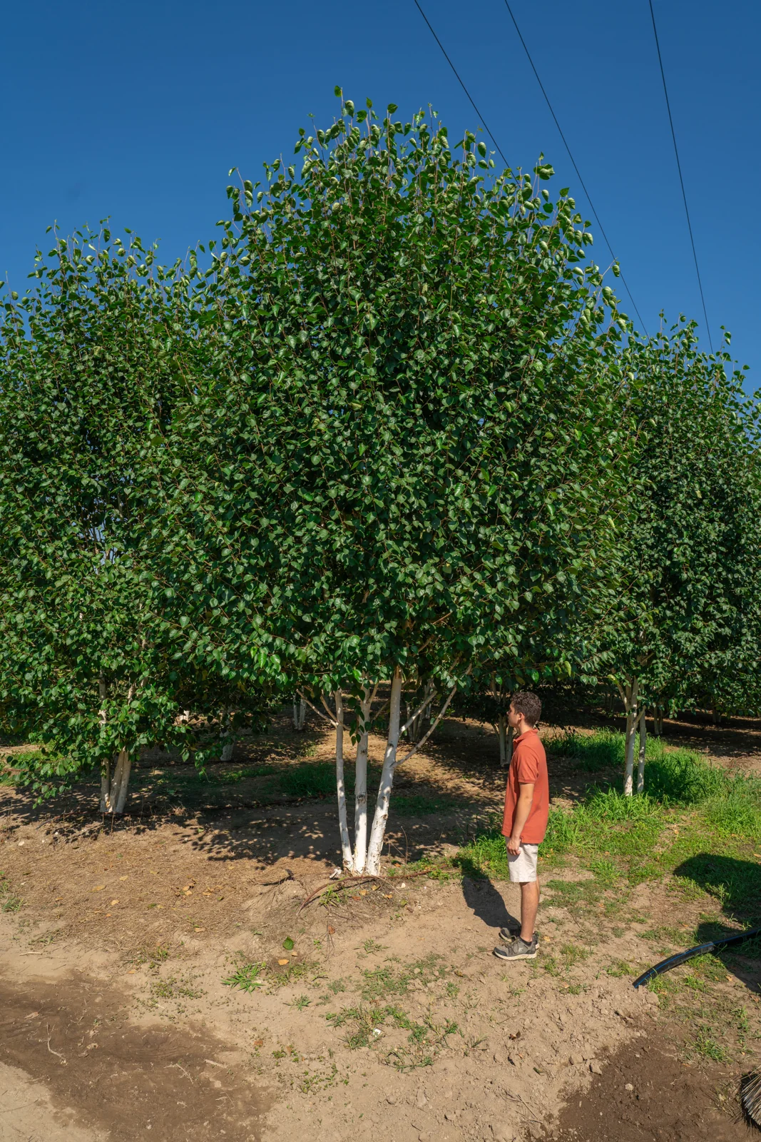 Betula utilis 'Jacquemontii'