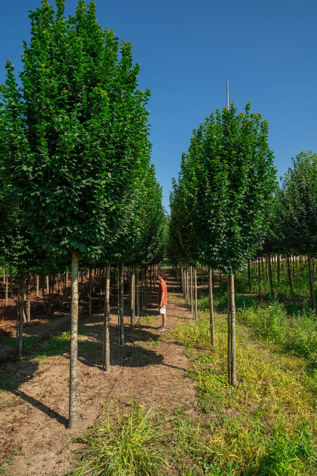 Carpinus betulus 'Lucas'