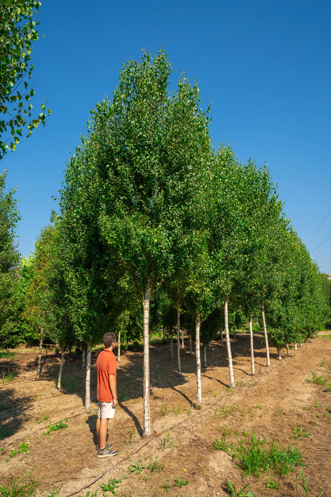 Betula pendula 'Fastigiata'