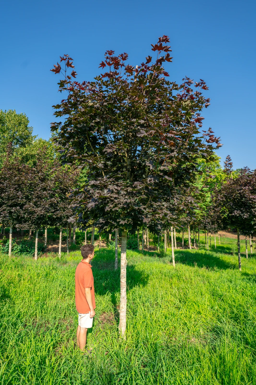Acer platanoides 'Crimson King'