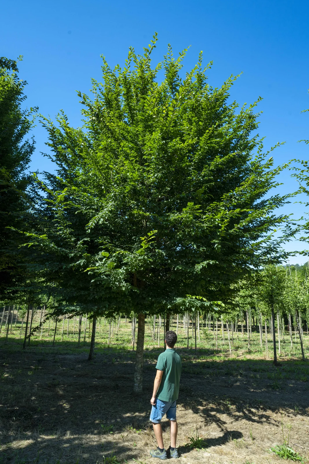 Carpinus betulus