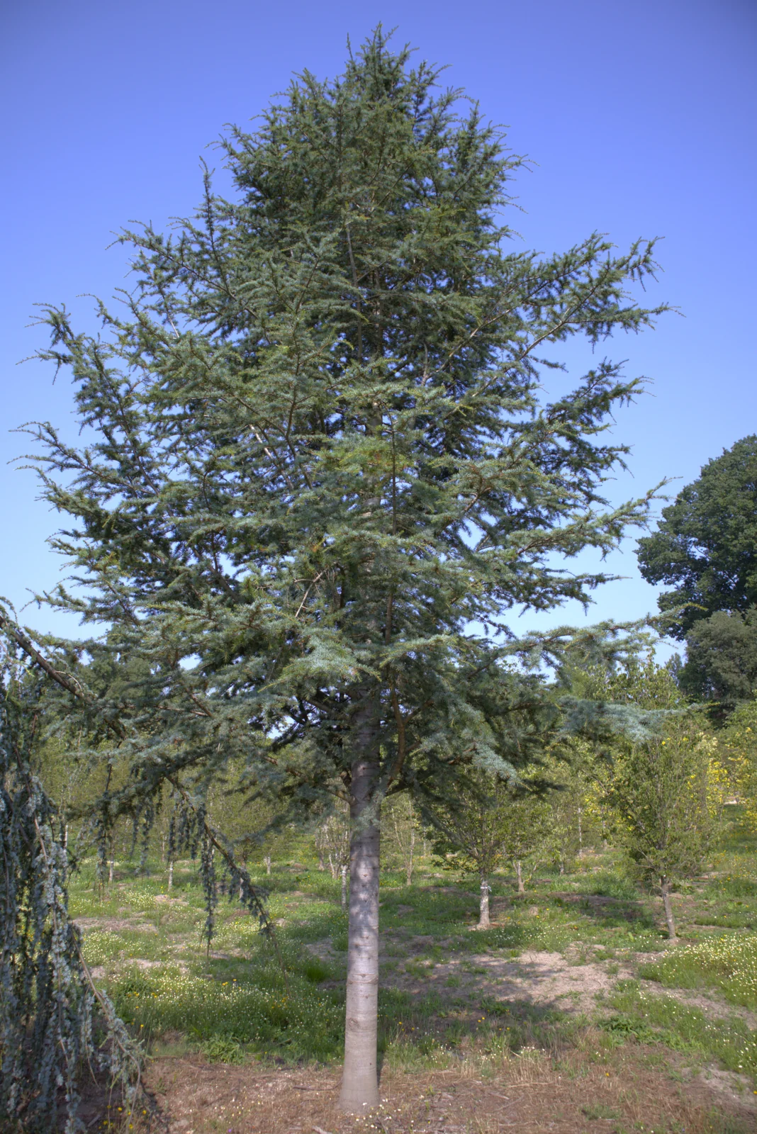 Cedrus atlantica