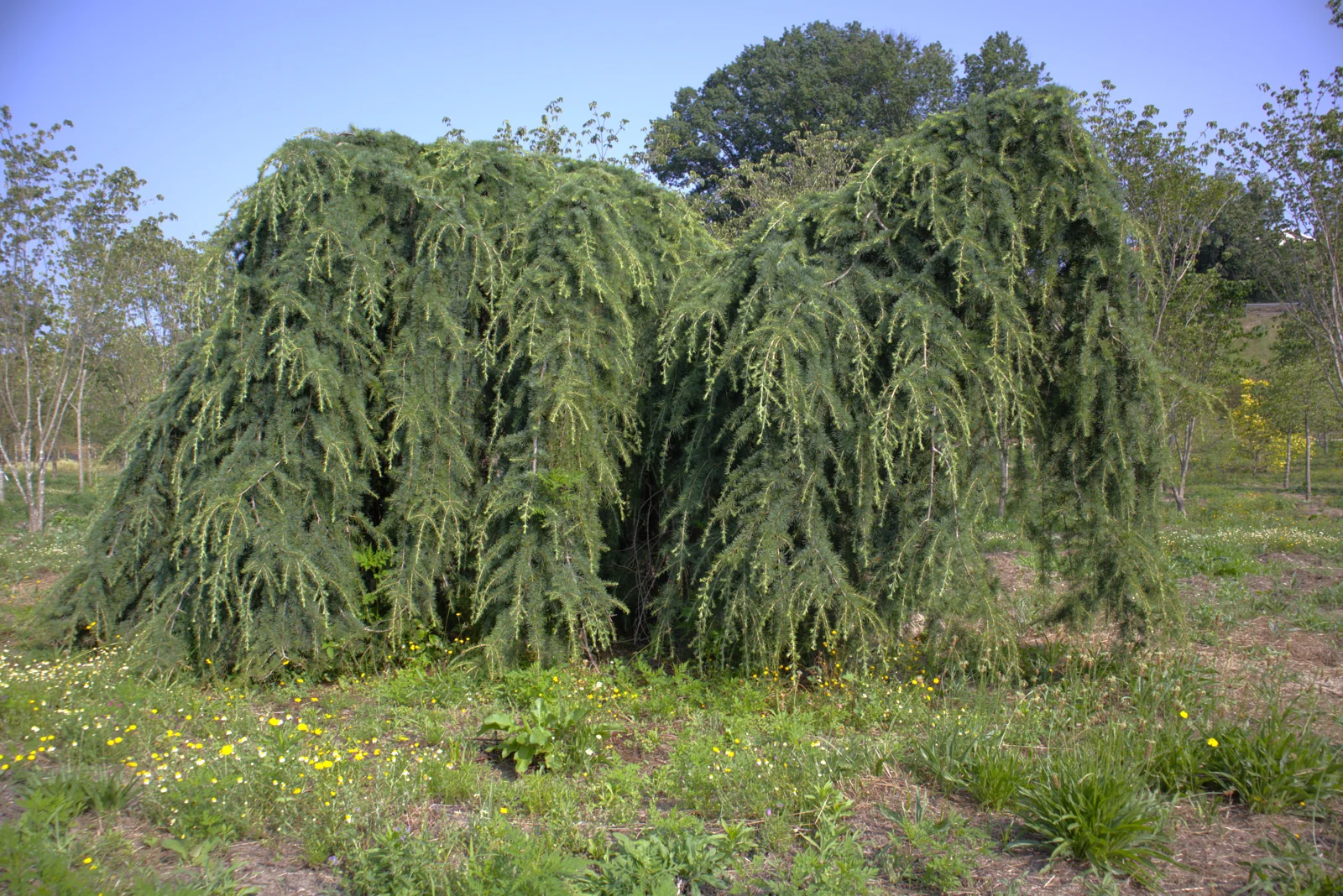 Cedrus deodara 'Pendula'