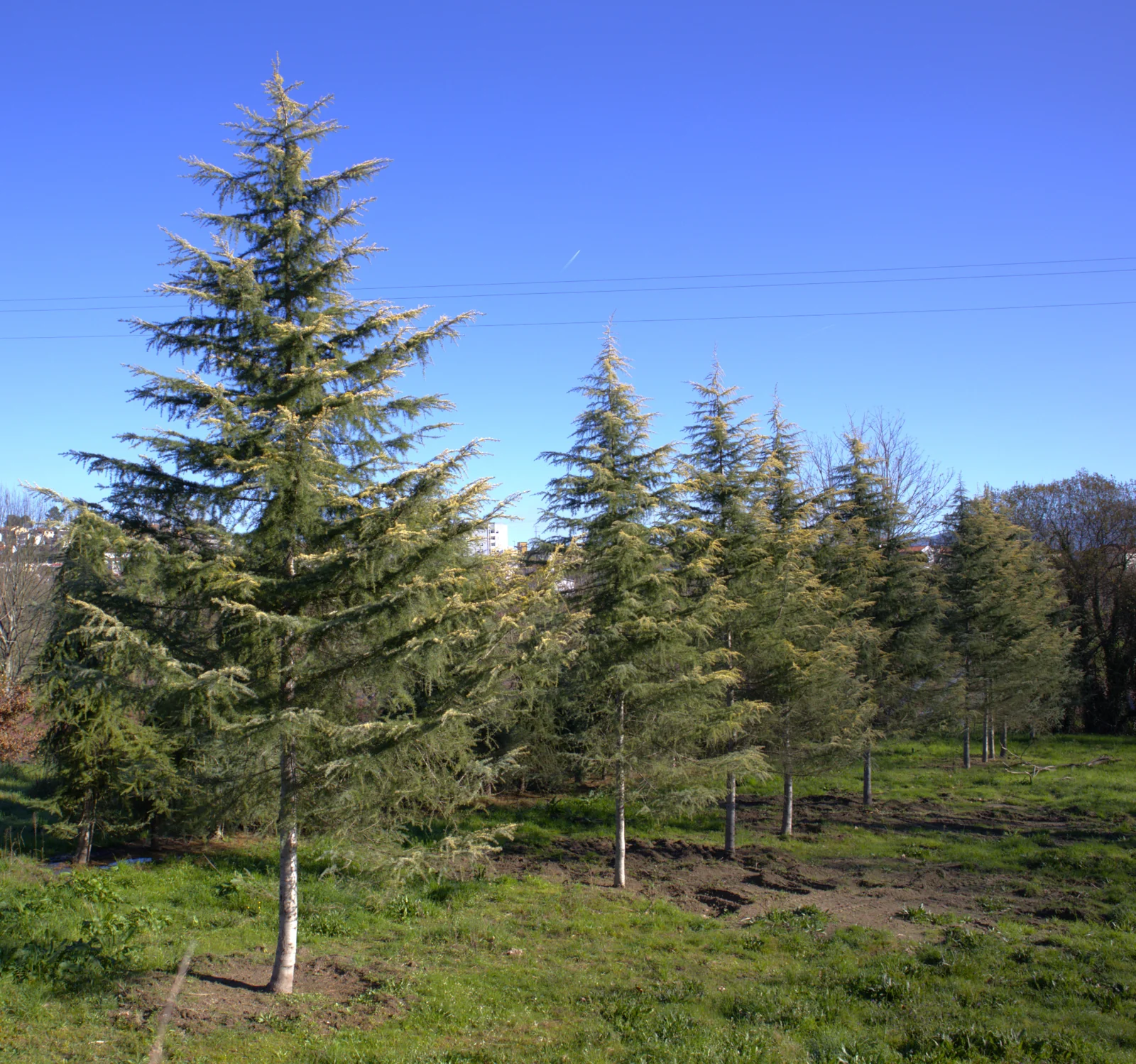 Cedrus deodara 'Aurea'