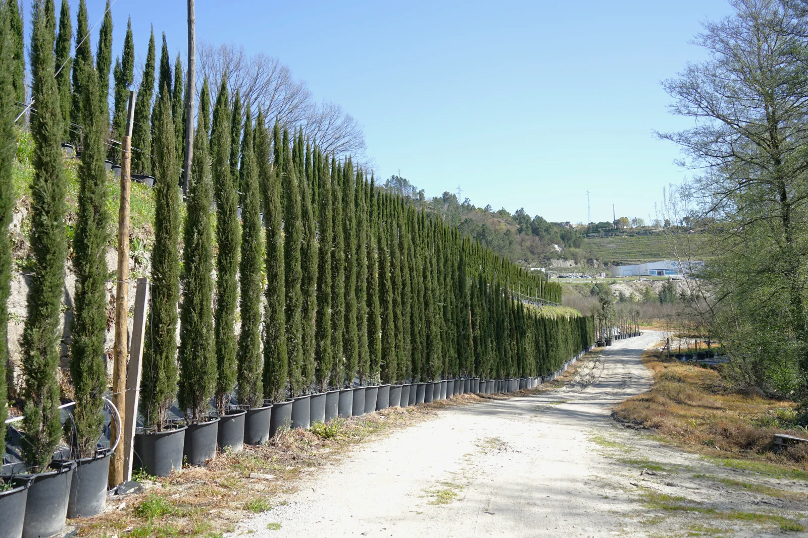 Cupressus sempervirens 'Stricta'