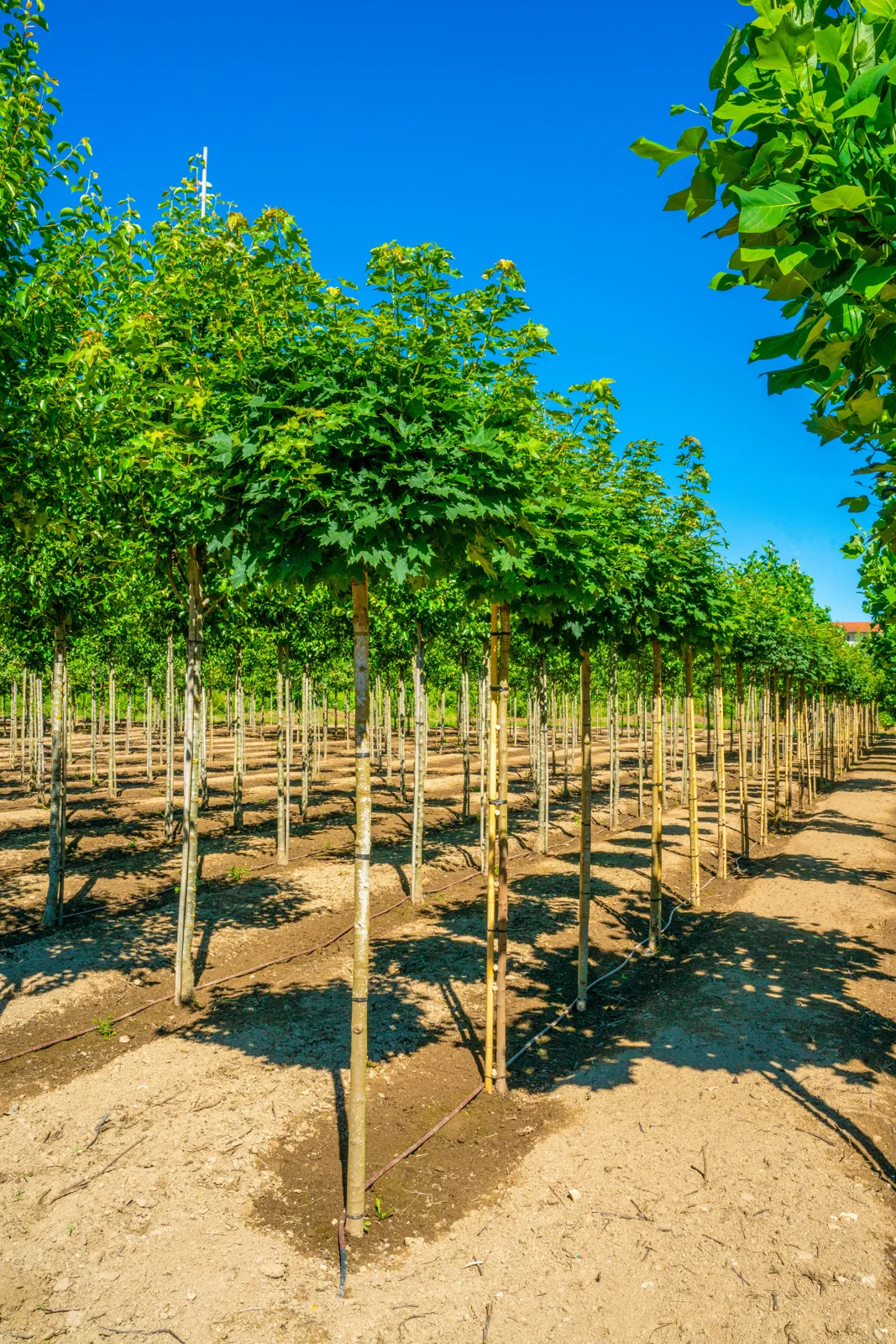 Acer platanoides 'Globosum'