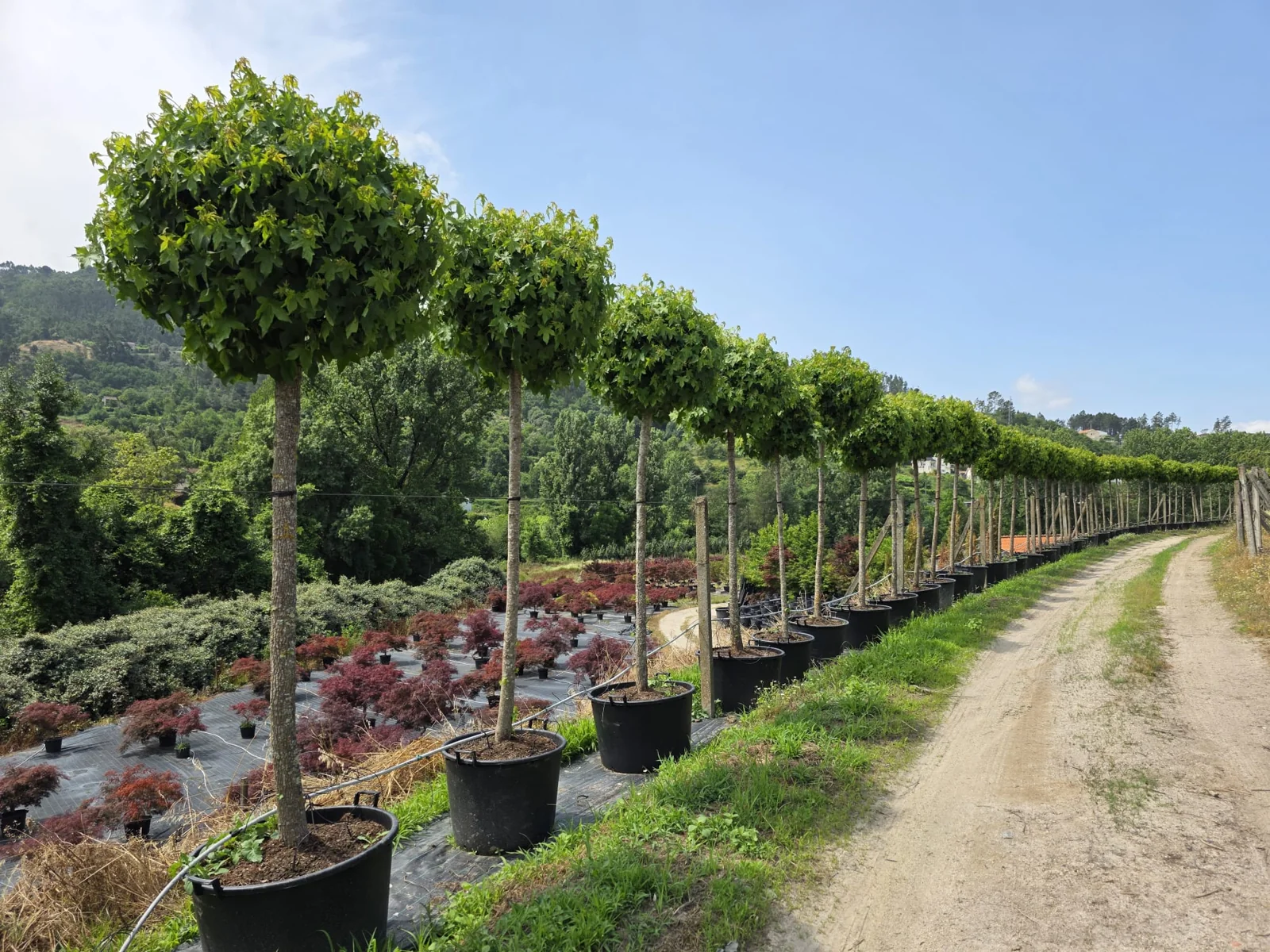 Liquidambar styraciflua 'Globosum'