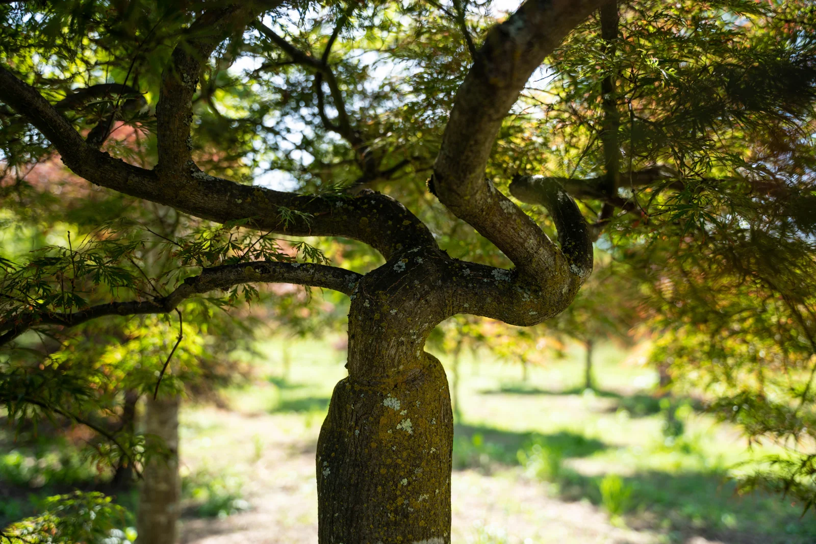 Acer palmatum 'Dissectum Garnet'