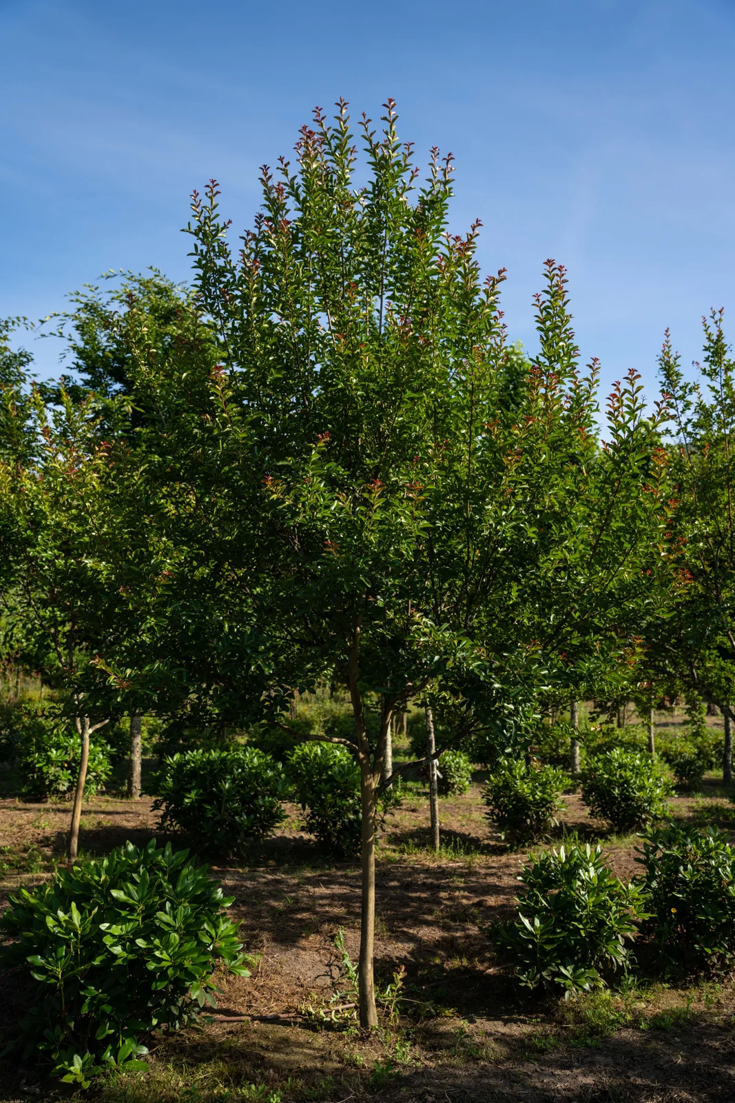 Lagerstroemia indica 'Rosea'