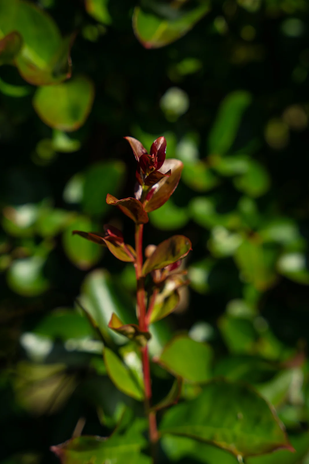 Lagerstroemia indica 'Dynamite'