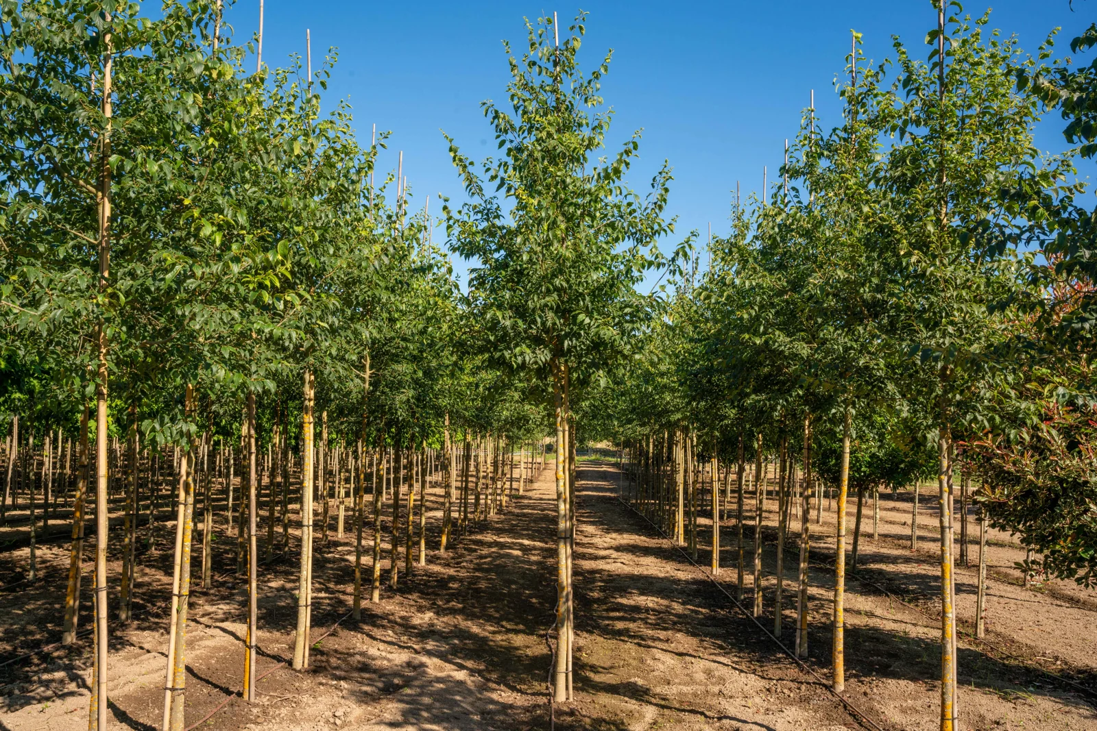 Celtis australis