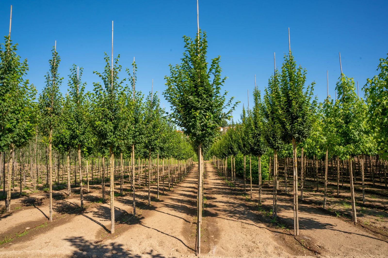 Carpinus betulus 'Lucas'