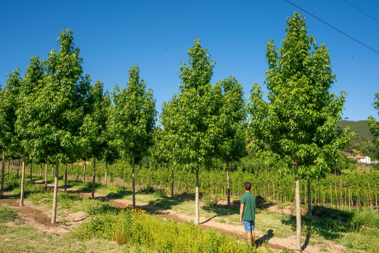Liquidambar styraciflua 'Palo Alto'