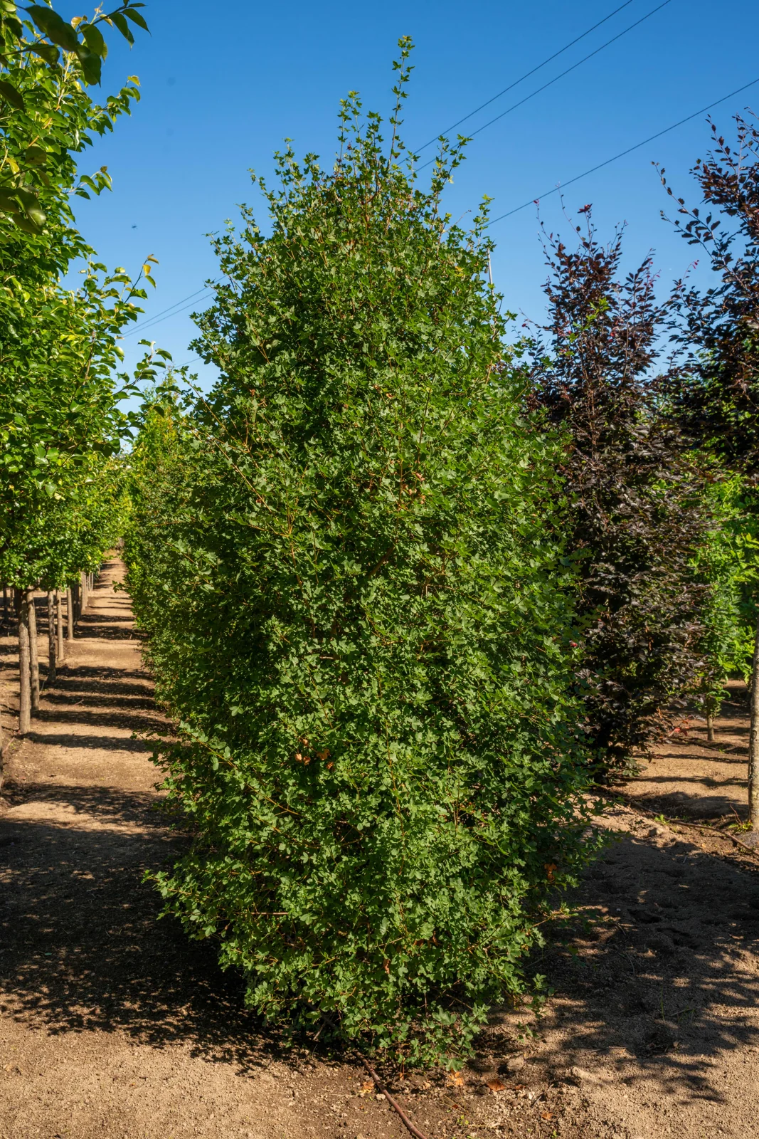 Acer monspessulanum