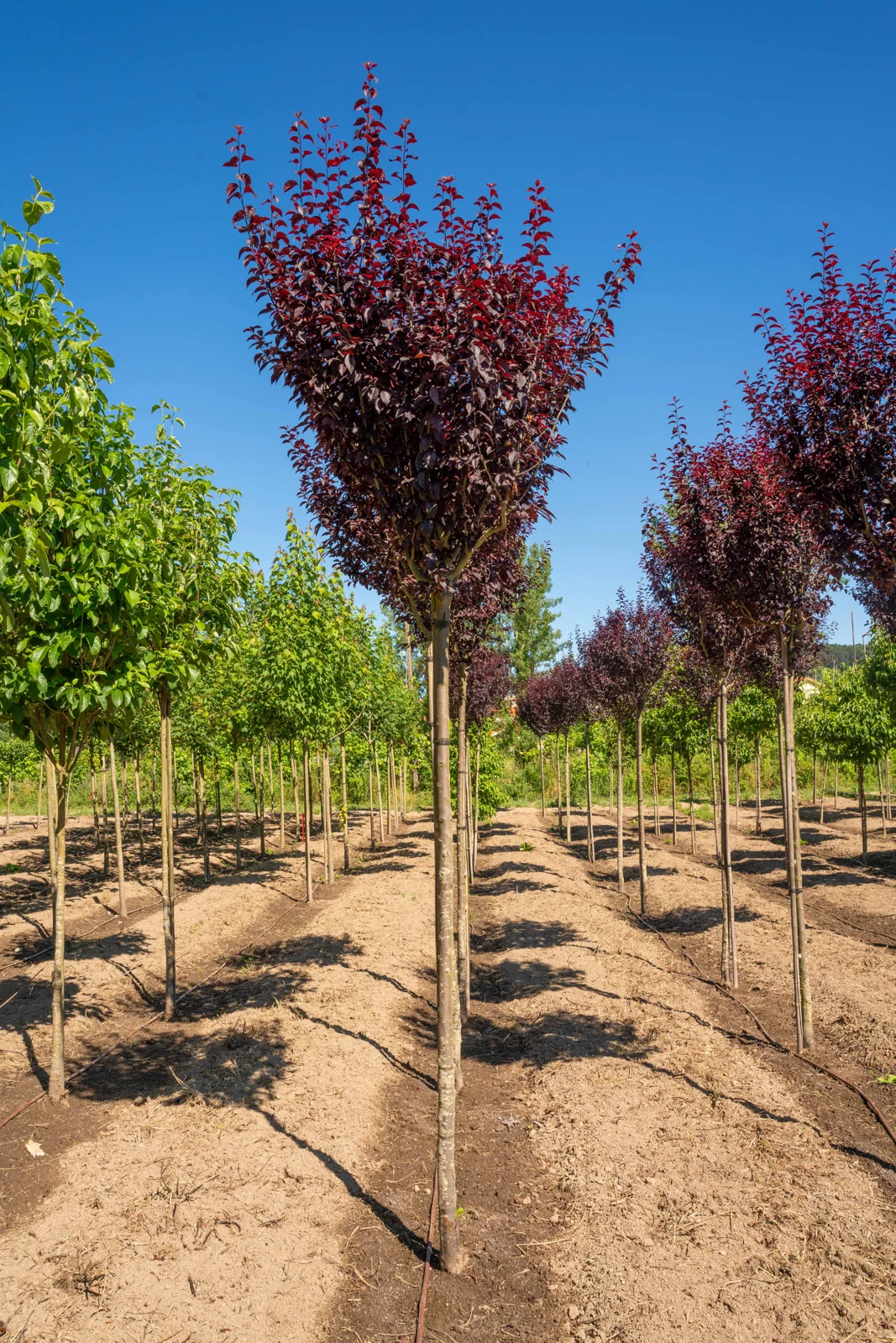 Prunus cerasifera 'Pissardii Nigra'