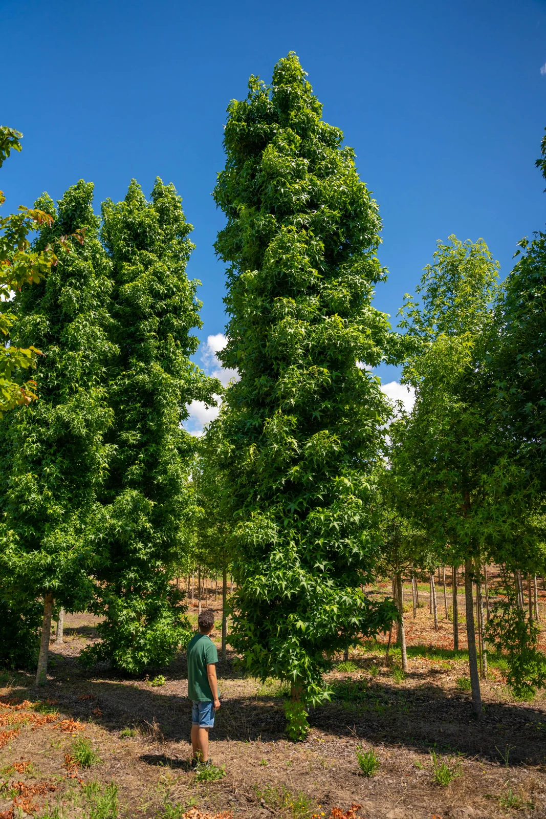 Liquidambar styraciflua 'Slender Silhouette'