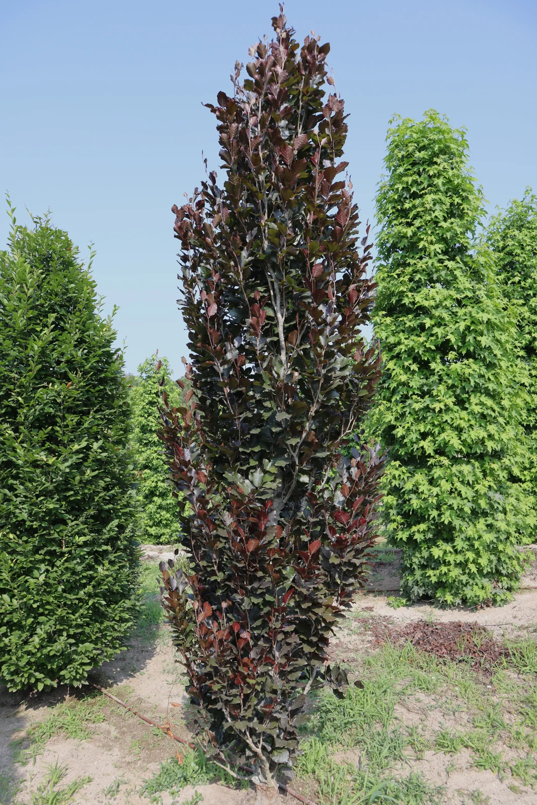 Fagus sylvatica 'Dawyck Purple'