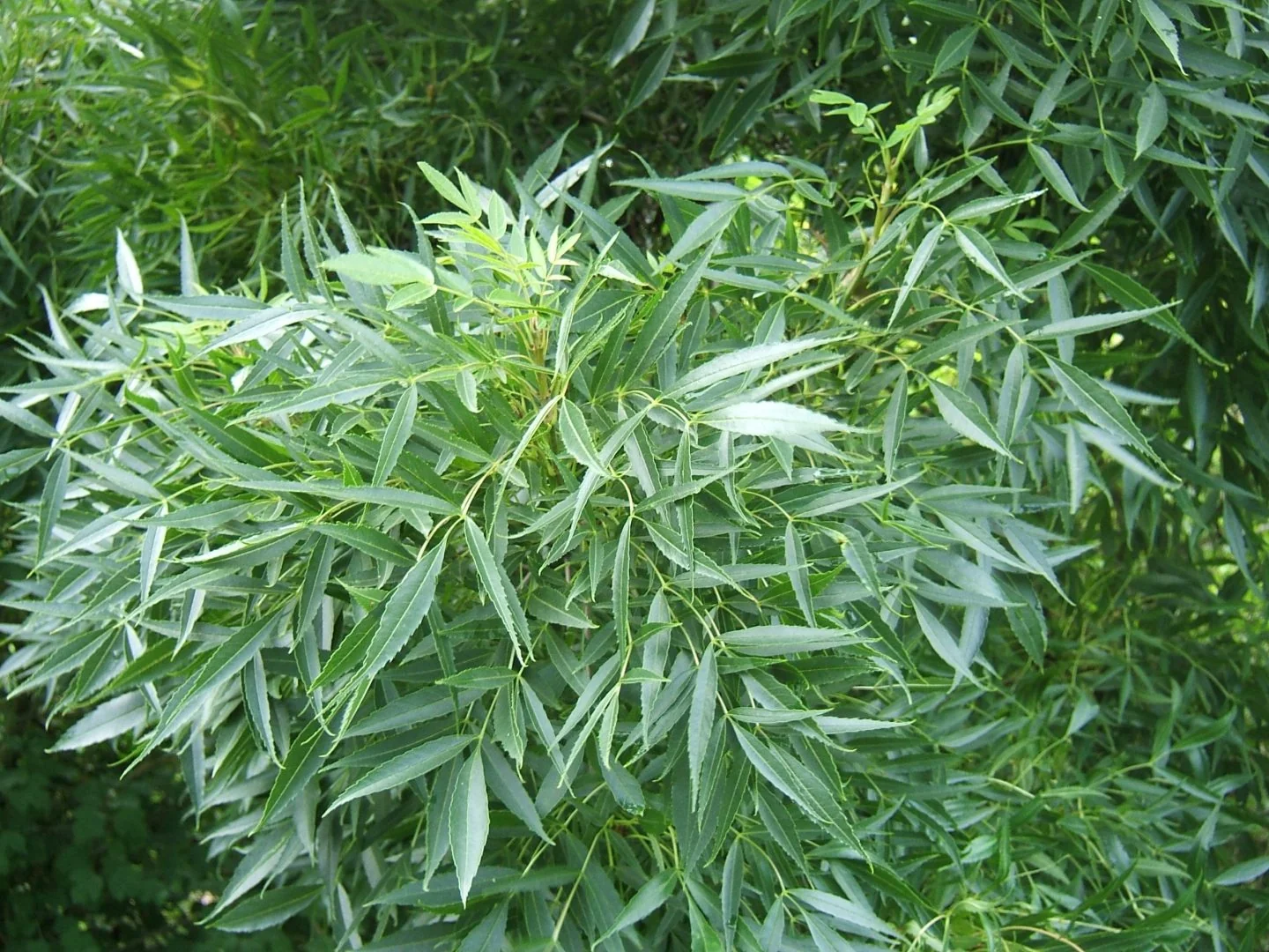 Narrow-leaved Ash