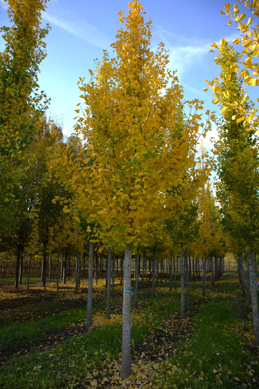 Ginkgo biloba