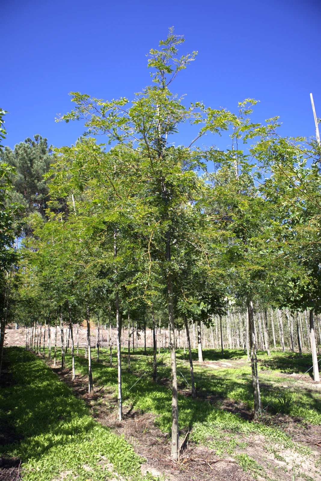 Gleditsia triacanthos 'Inermis'