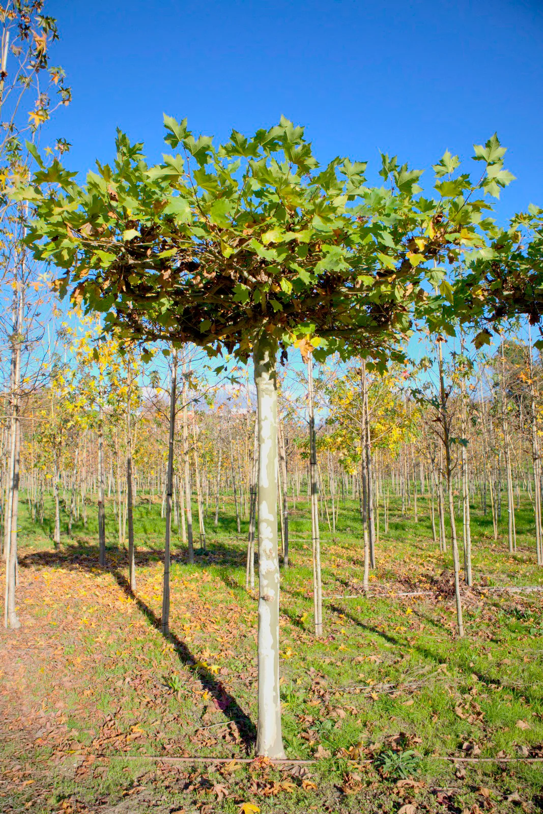 Platanus hispanica