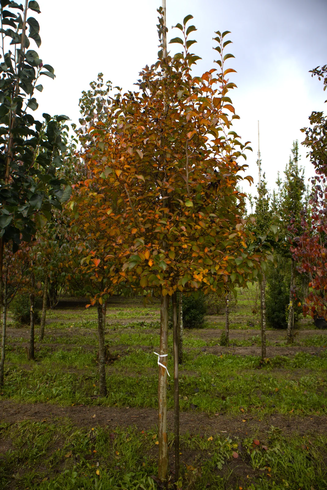 Stewartia pseudocamellia