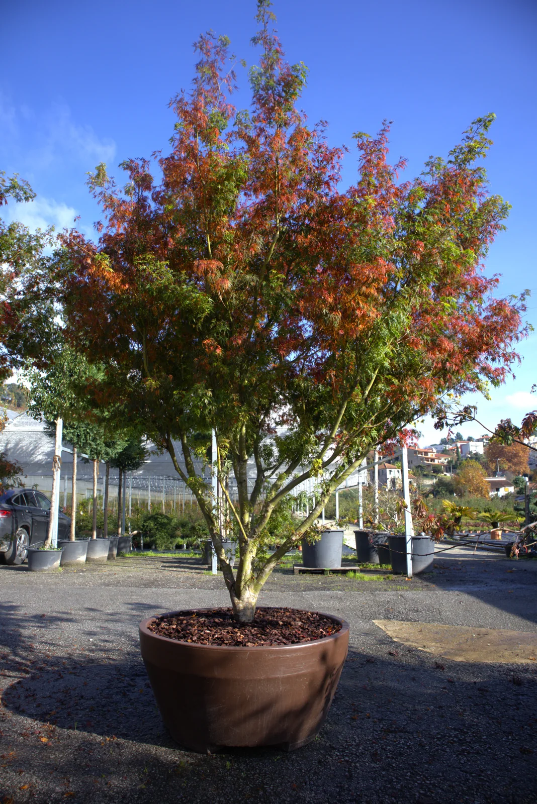 Acer palmatum 'Seiryu'