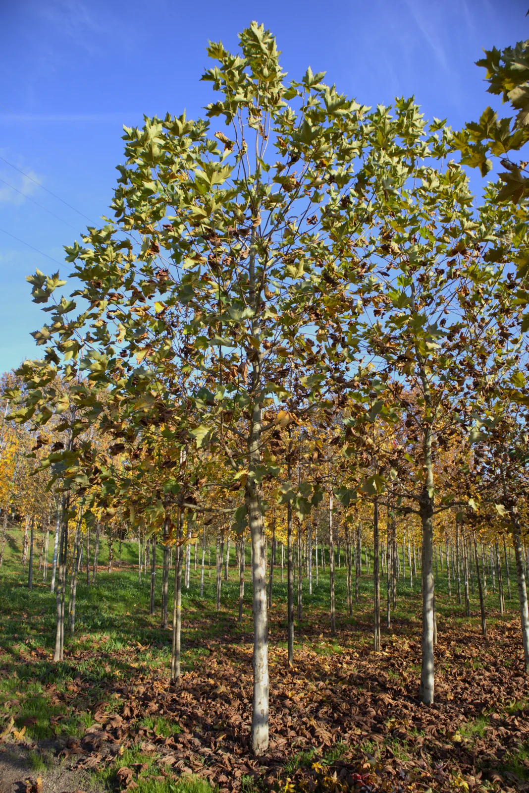 Platanus hispanica