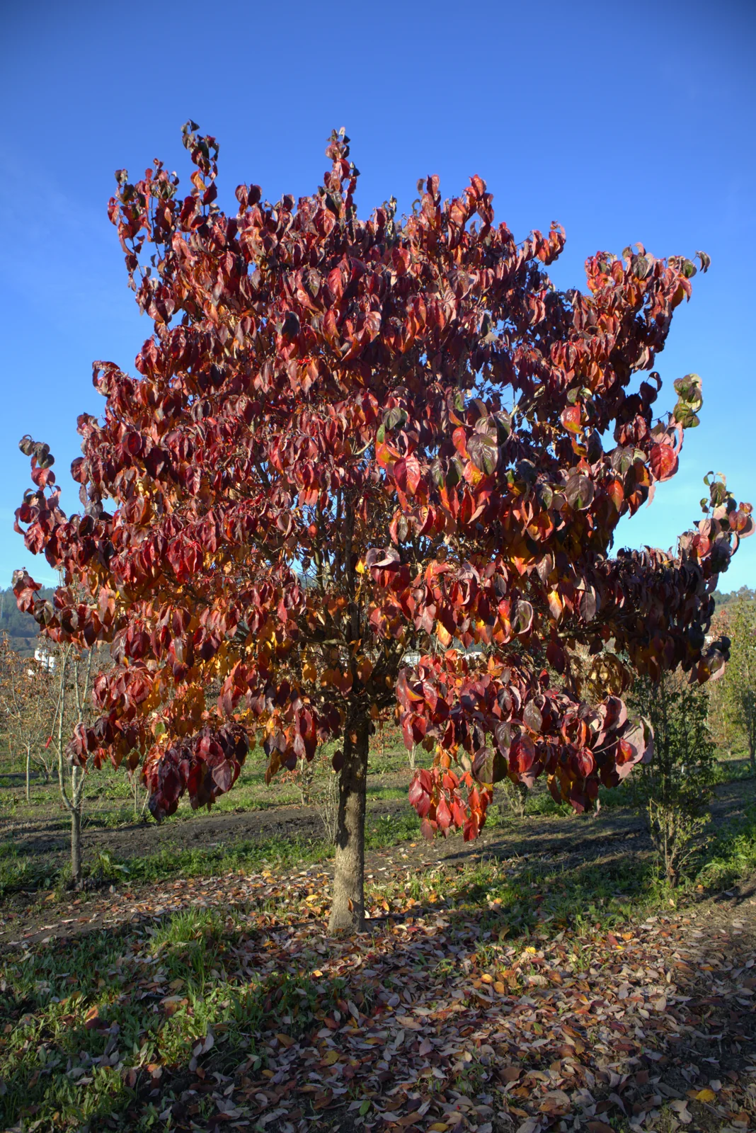 Cornus florida