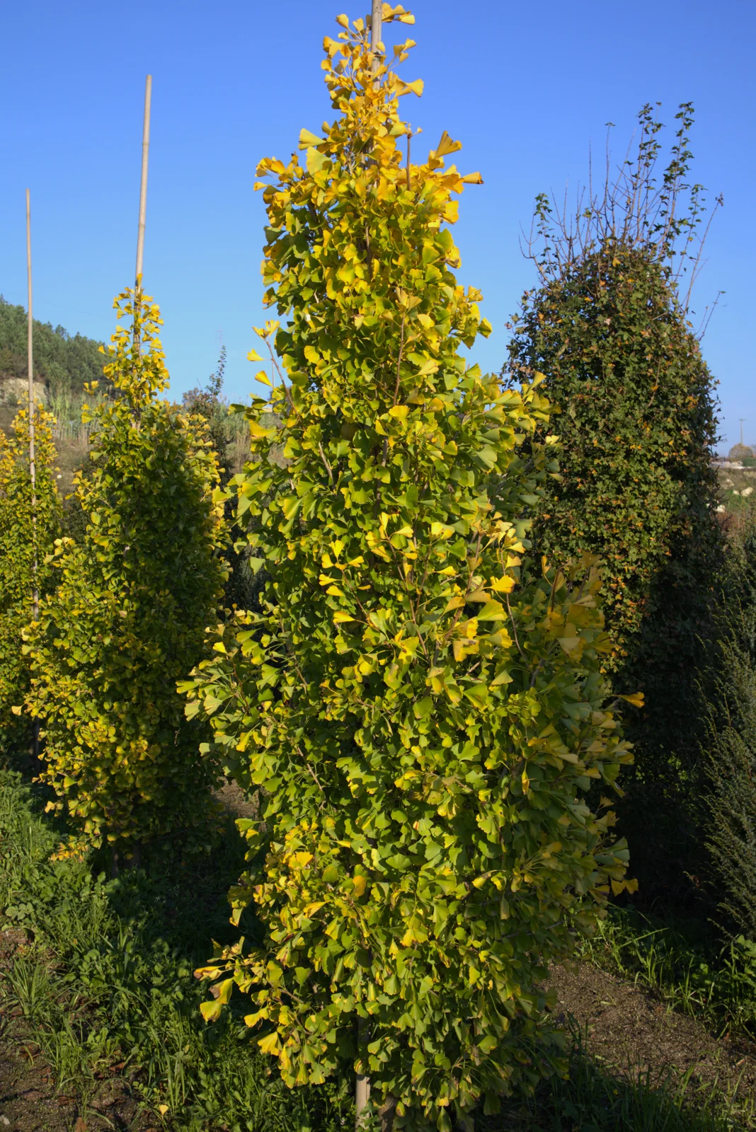 Ginkgo biloba 'Fastigiata'
