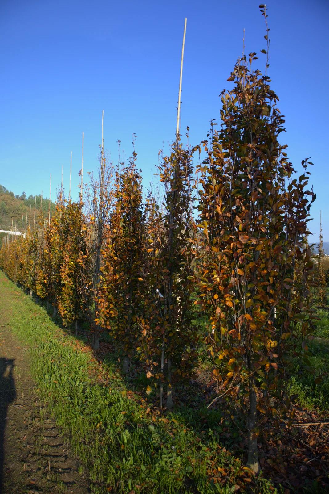 Fagus sylvatica 'Dawyck'